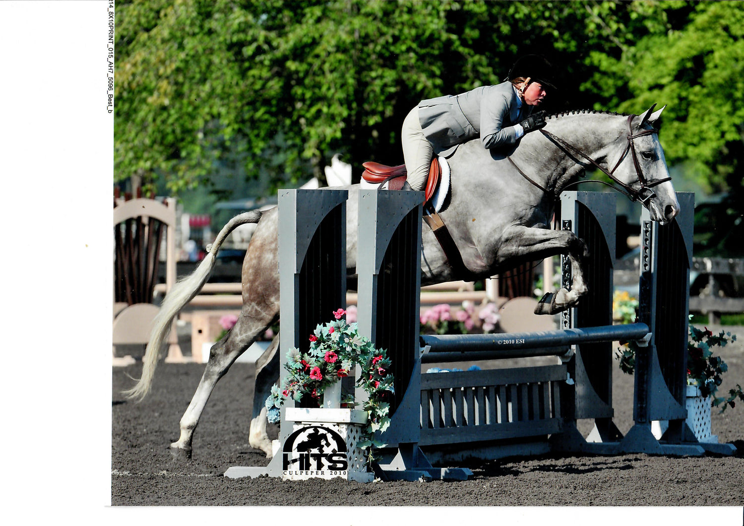 Hunter Jumper vs. Show Jumping Understanding the Distinctions Tack and Habit